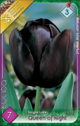 tulipán queen of night