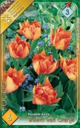 korai tulipán willem van oranje