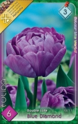 tulipán blue diamond