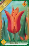 tulipán ballerina