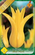 tulipán west point