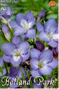 frézia