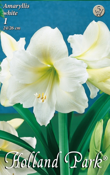 amarillis fehér