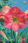 amarillis hippeastrum rózsaszín