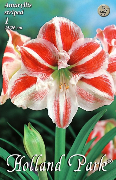 amarillis hippeastrum csíkos