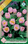 tulipán lilac wonder