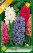 Jácint ( Hyacinthus )