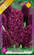 Jácint ( Hyacinthus )