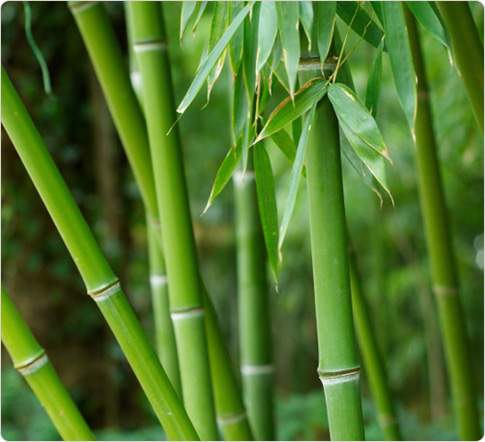 A bambusz
