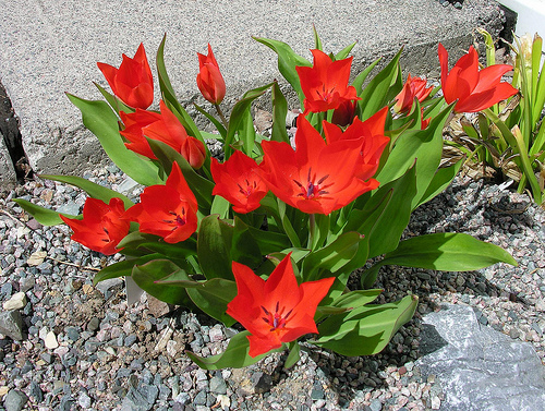 Tulipa Praestans