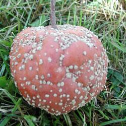 Kertészet/Gyümölcsrothadást okozó gombák – Wikikönyvek