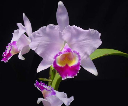 Az orchideák megszínesítik az életünket