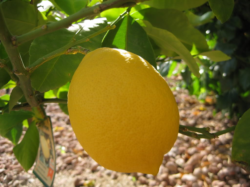 A sokrétű citrom